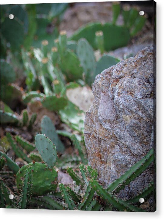 Cacti IV - Acrylic Print