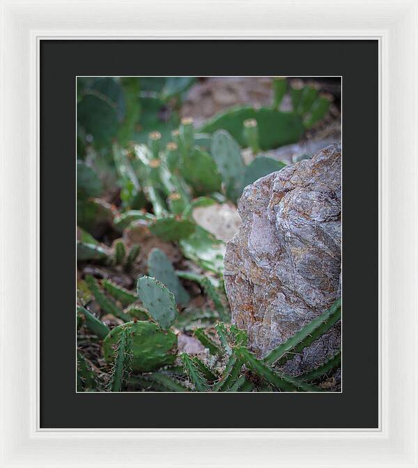 Cacti IV - Framed Print