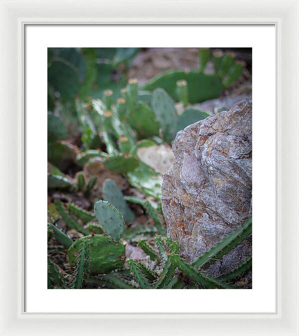 Cacti IV - Framed Print