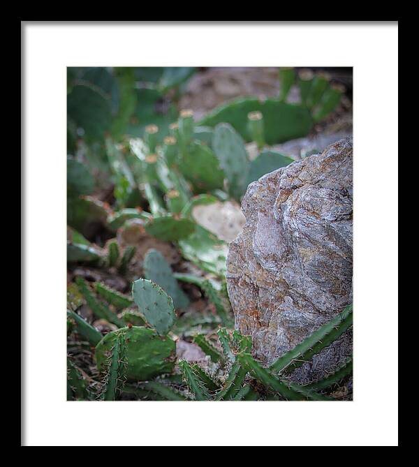 Cacti IV - Framed Print