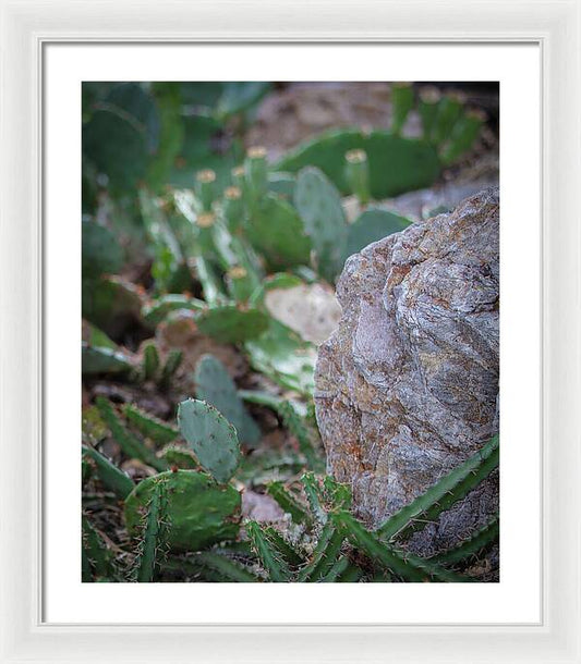 Cacti IV - Framed Print