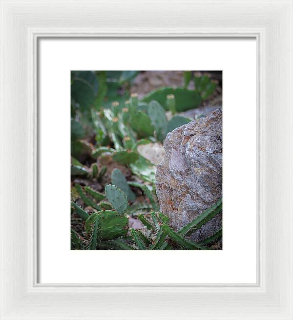 Cacti IV - Framed Print