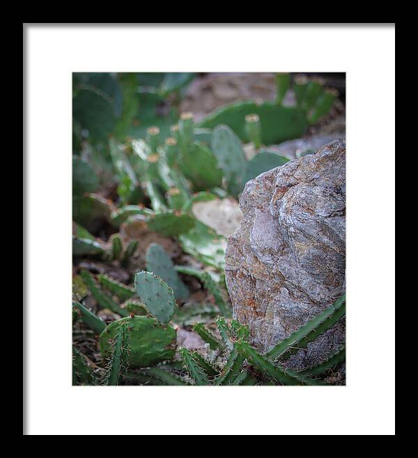 Cacti IV - Framed Print
