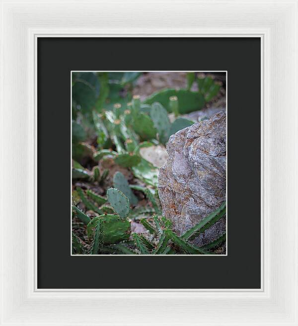 Cacti IV - Framed Print