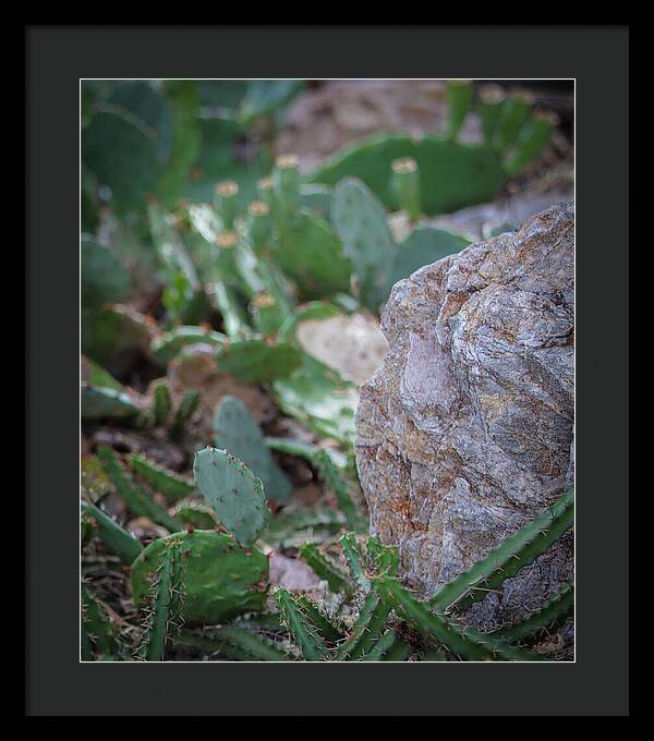 Cacti IV - Framed Print