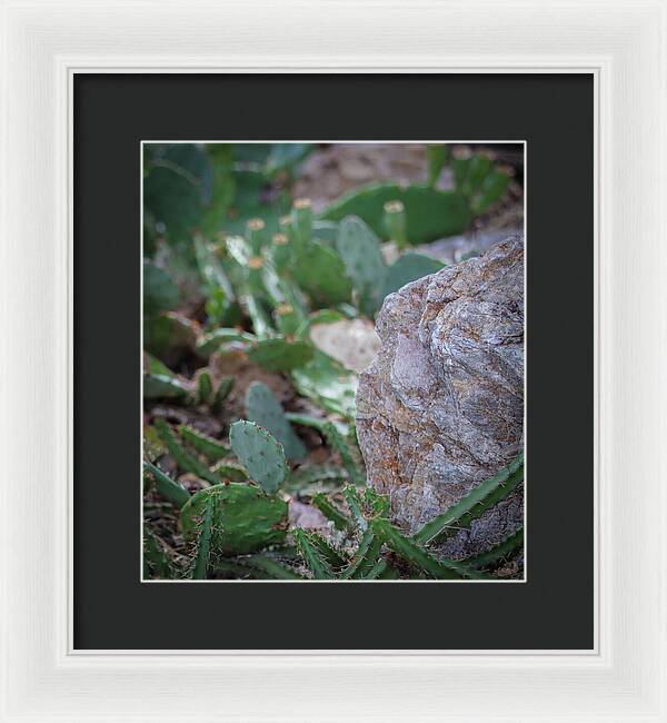 Cacti IV - Framed Print