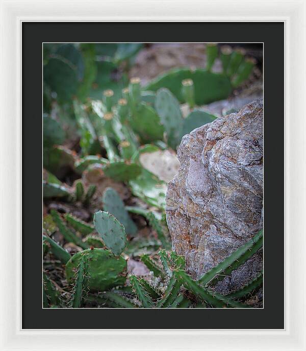 Cacti IV - Framed Print