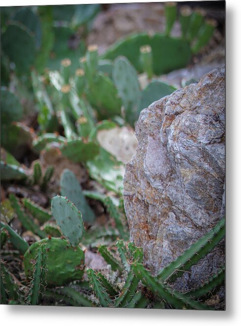 Cacti IV - Metal Print