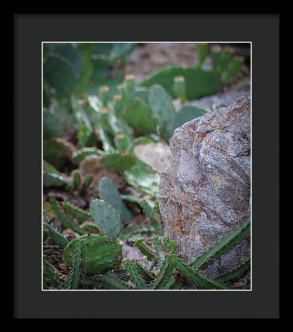 Cacti IV - Framed Print
