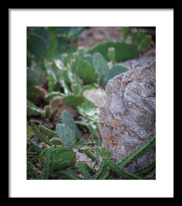 Cacti IV - Framed Print