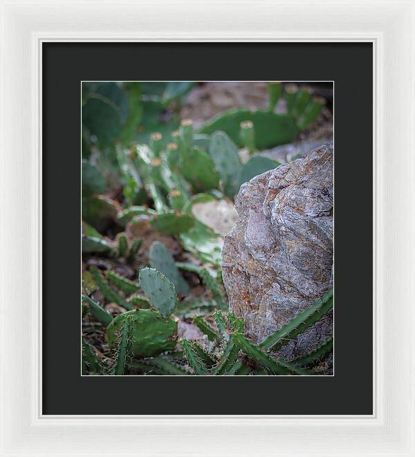 Cacti IV - Framed Print