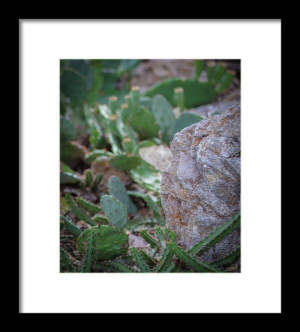 Cacti IV - Framed Print