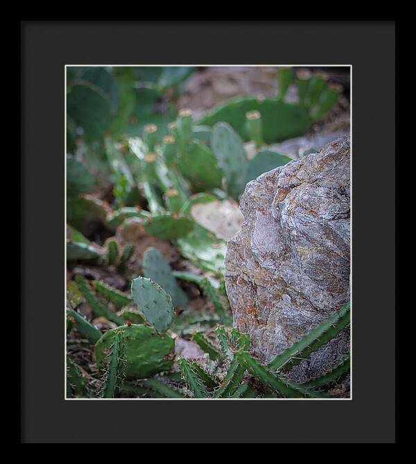 Cacti IV - Framed Print