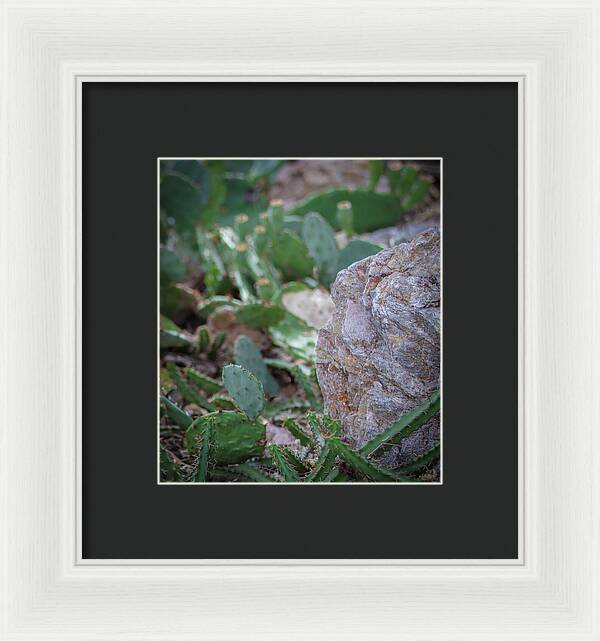 Cacti IV - Framed Print