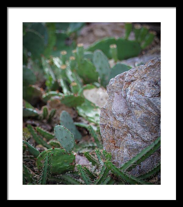 Cacti IV - Framed Print