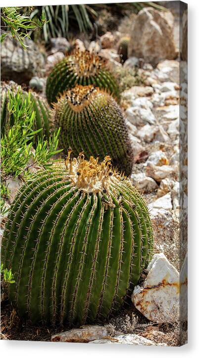 Cacti - Canvas Print