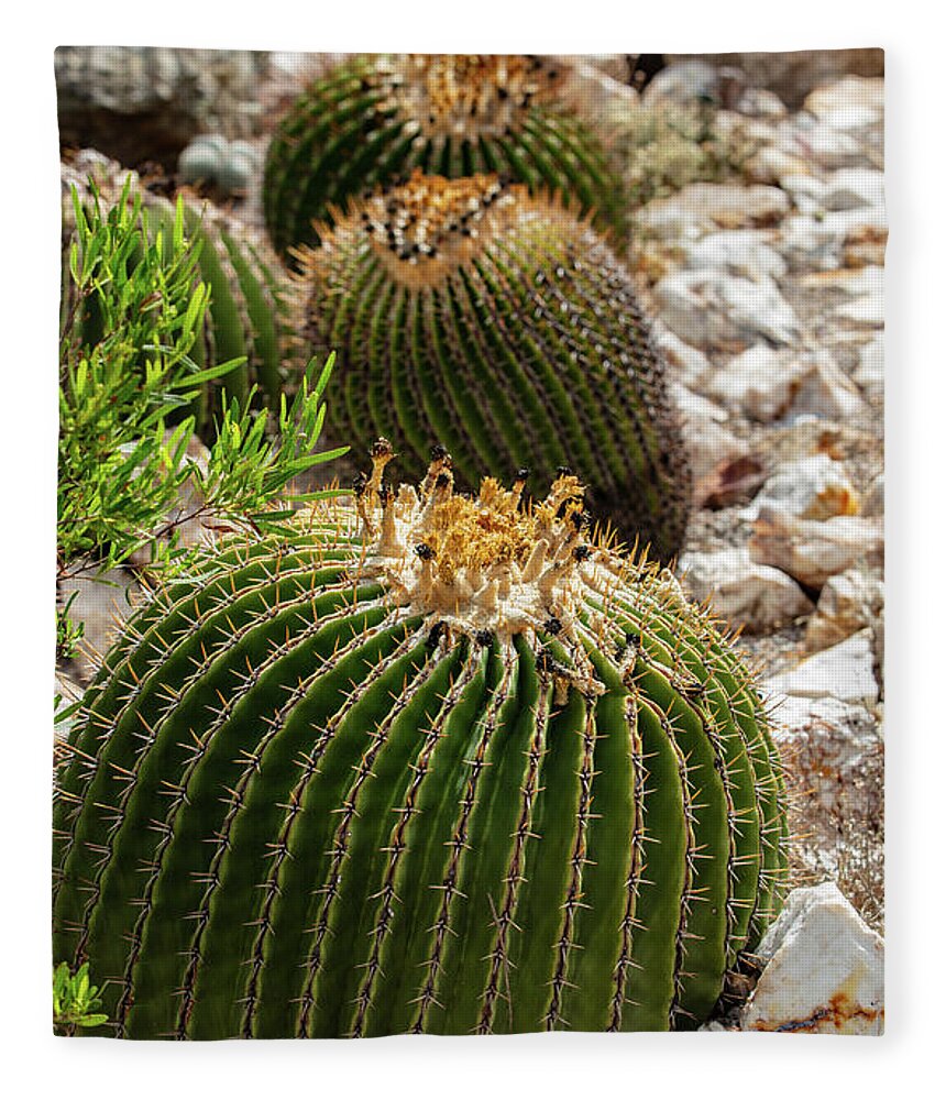 Cacti - Blanket