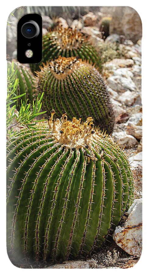 Cacti - Phone Case