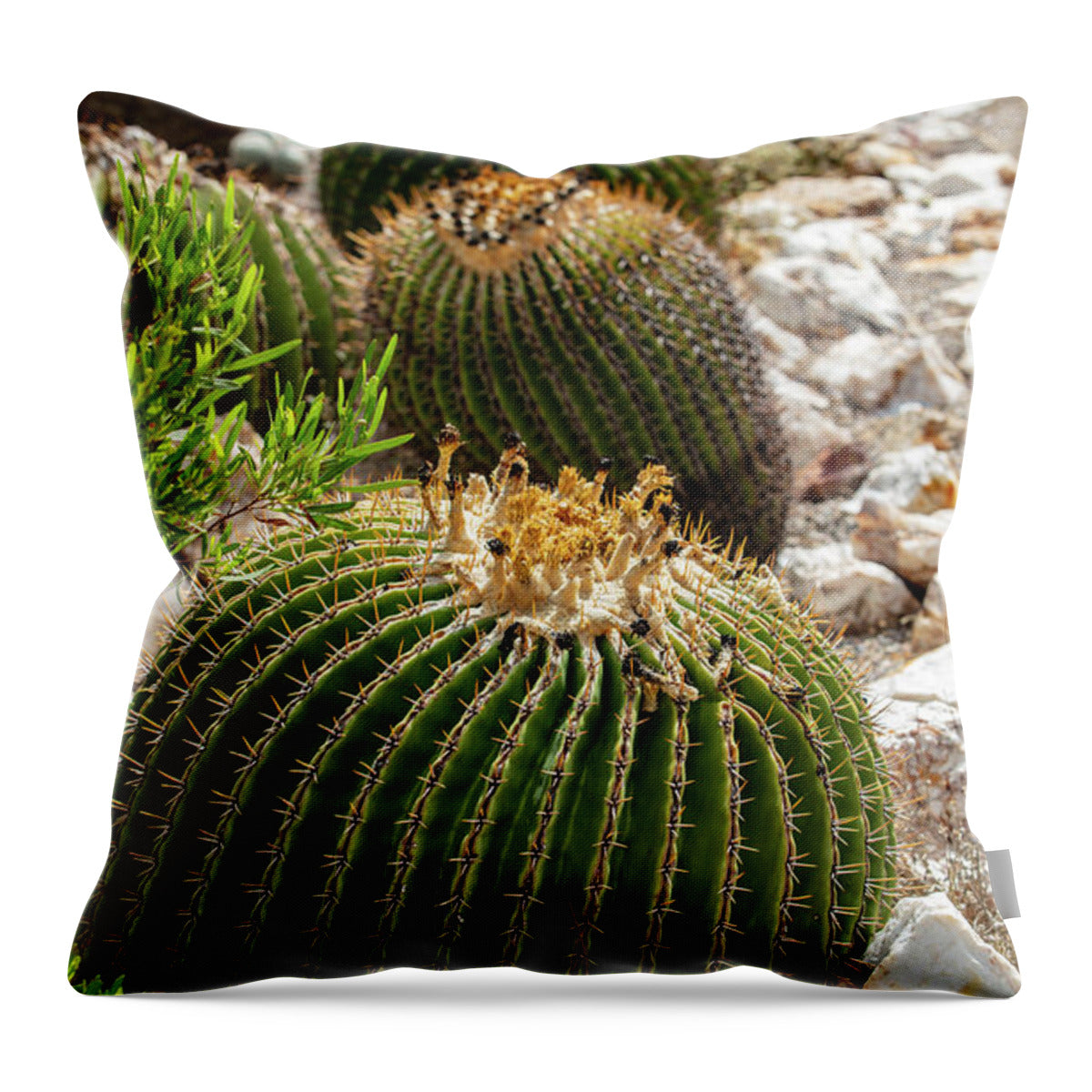 Cacti - Throw Pillow