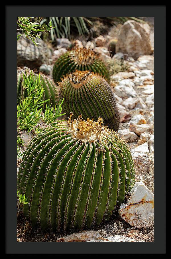 Cacti - Framed Print