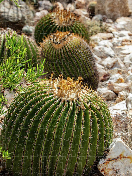 Cacti - Puzzle