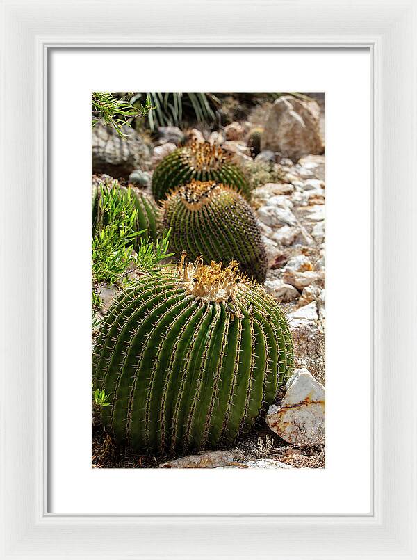 Cacti - Framed Print
