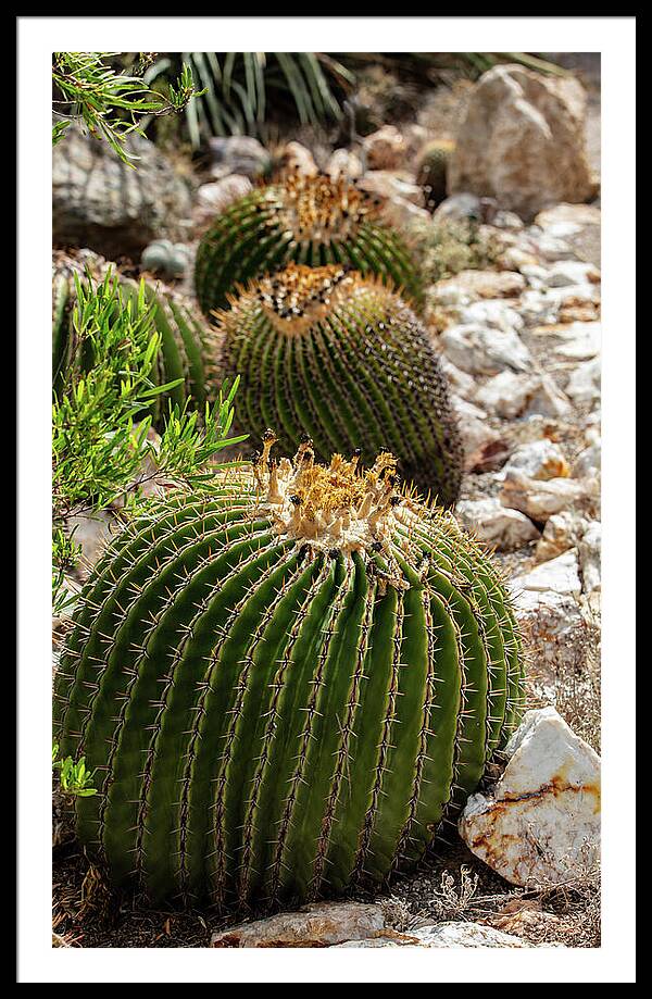 Cacti - Framed Print