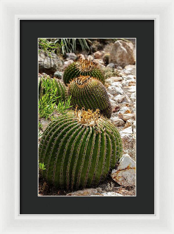Cacti - Framed Print