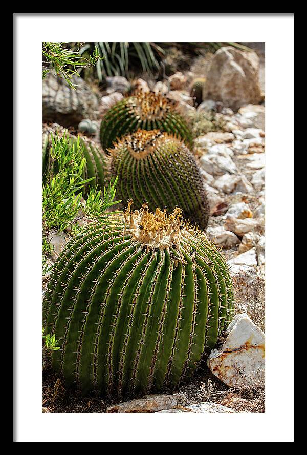 Cacti - Framed Print