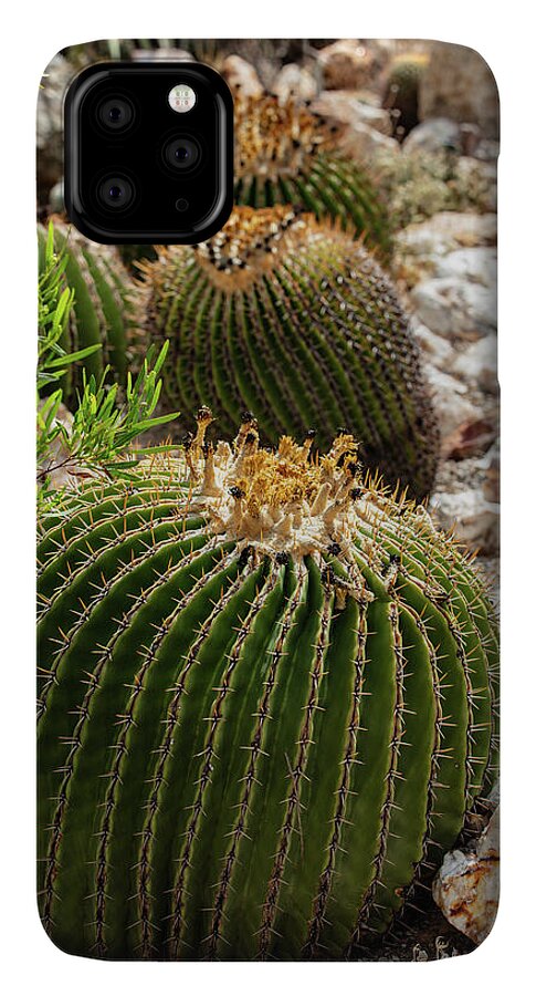 Cacti - Phone Case