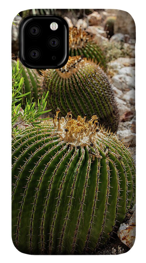Cacti - Phone Case