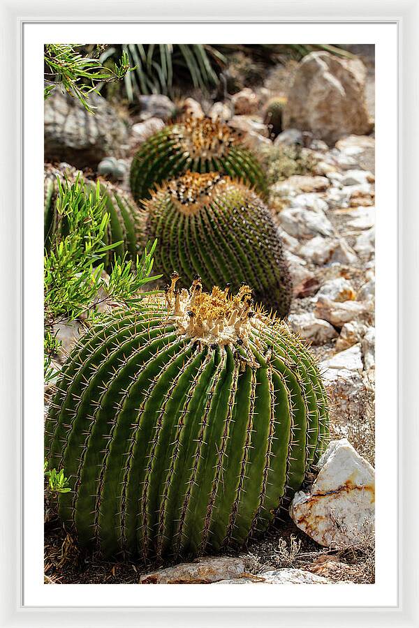 Cacti - Framed Print