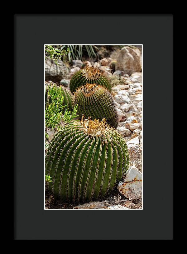 Cacti - Framed Print