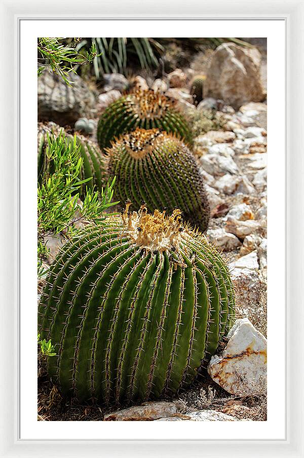Cacti - Framed Print