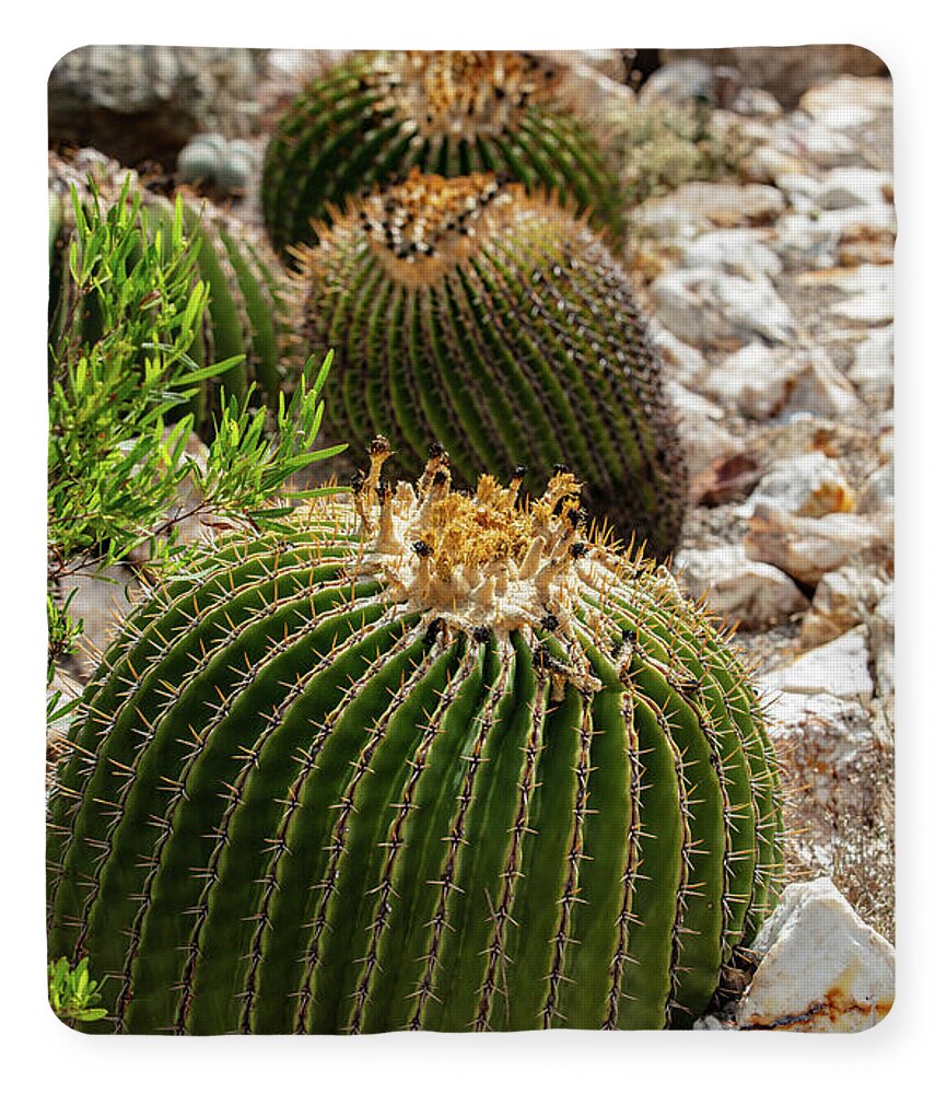 Cacti - Blanket