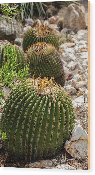 Cacti - Wood Print