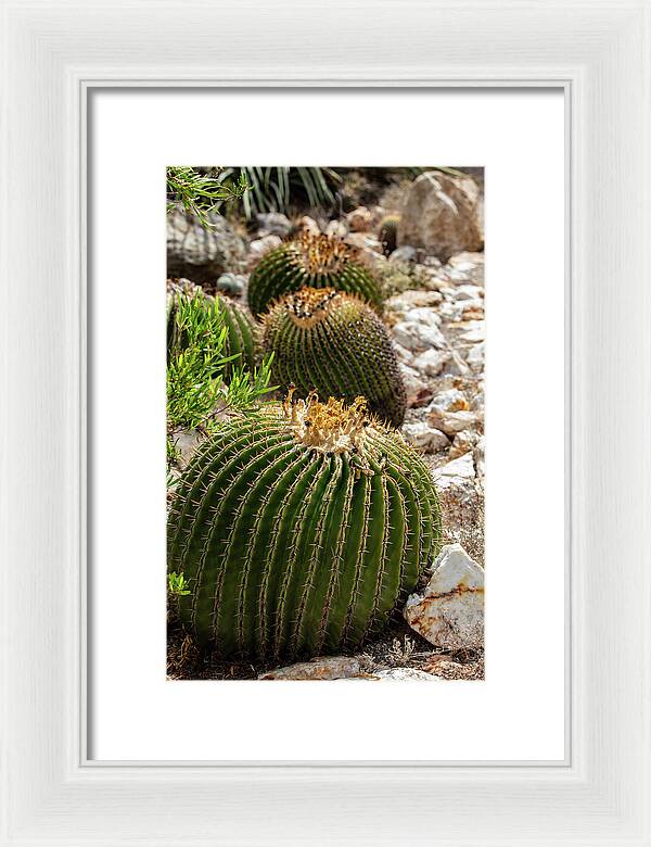 Cacti - Framed Print