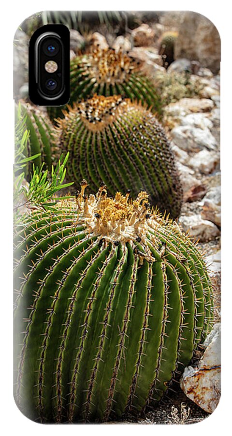 Cacti - Phone Case