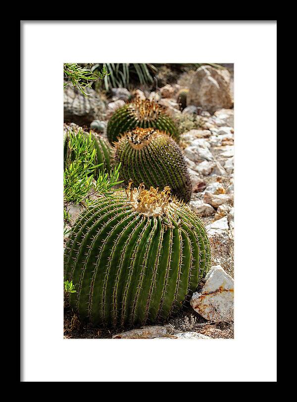 Cacti - Framed Print