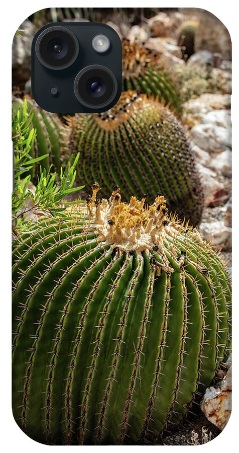 Cacti - Phone Case