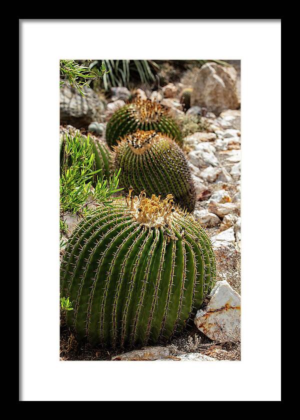 Cacti - Framed Print