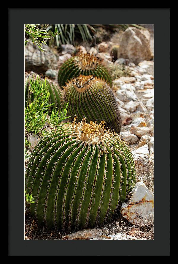 Cacti - Framed Print
