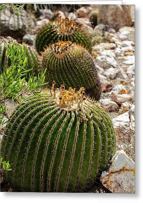 Cacti - Greeting Card