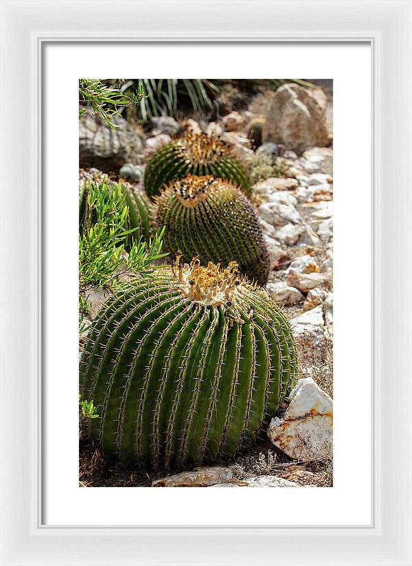 Cacti - Framed Print