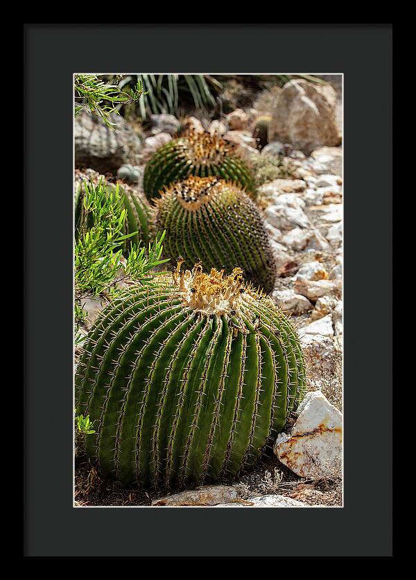 Cacti - Framed Print