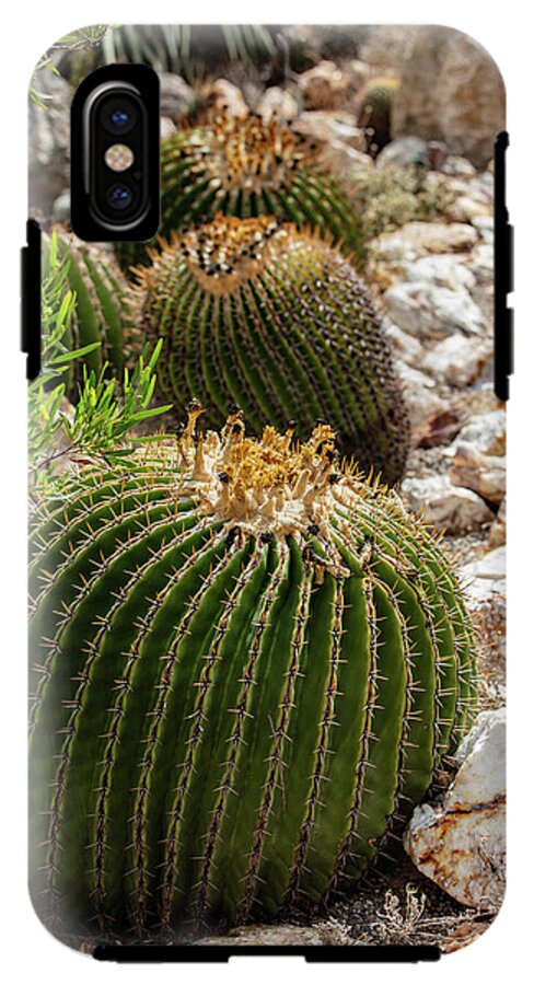 Cacti - Phone Case