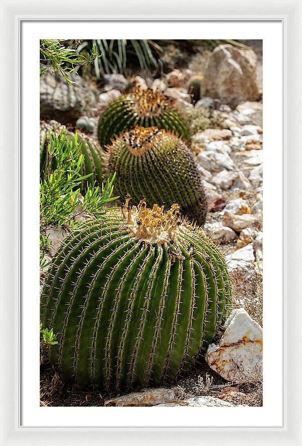 Cacti - Framed Print