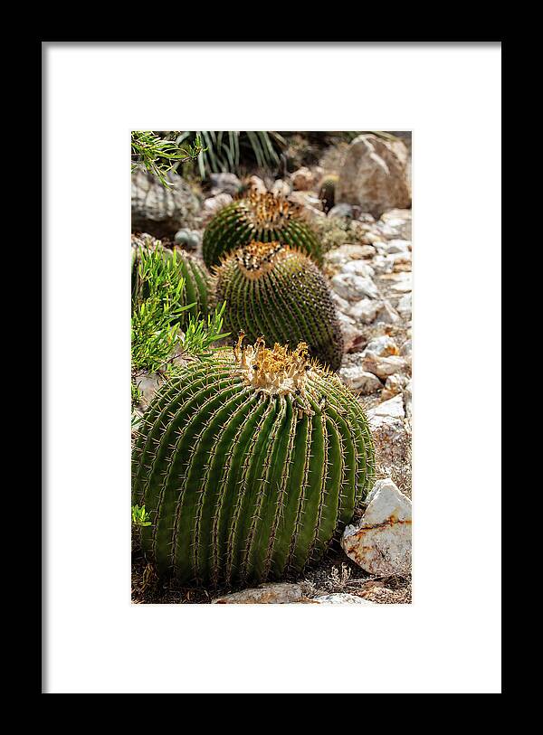 Cacti - Framed Print