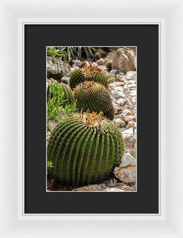 Cacti - Framed Print