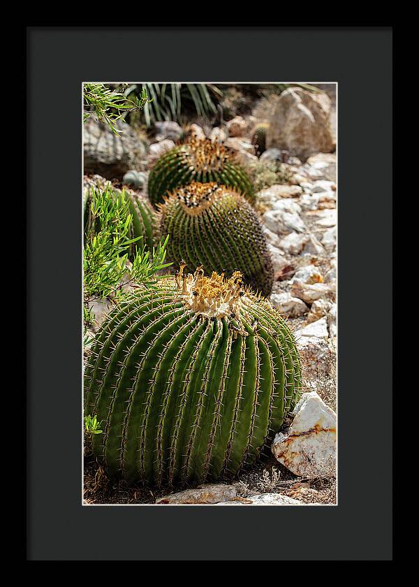 Cacti - Framed Print
